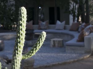 Cactus at the firepit (_DSC0172)
